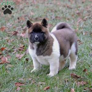 Carol, Akita Puppy